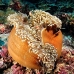 anemonefish_pink_lk_v_0705_png1181.jpg